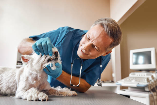 Best Emergency Dental Extractions in Orwell, OH